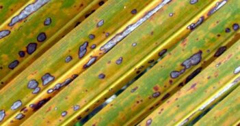 Grenada Preparing To Deal With The Lethal Yellowing Disease Which Affects Coconut Plants