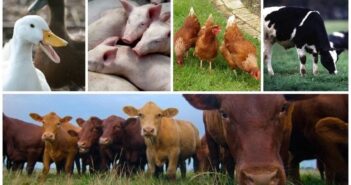 Notice to Livestock Farmers In The Parish Of St. John