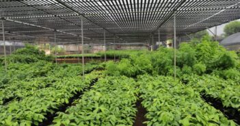 Ministry Announces Early Start to 2025 Plant Distribution Season